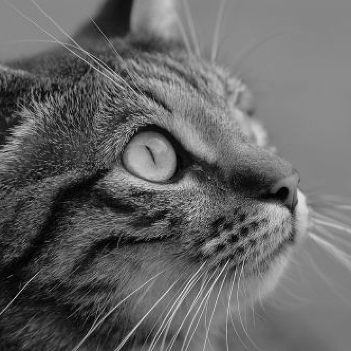Top 10 Countries with Highest Cat Ownership 2025-2026