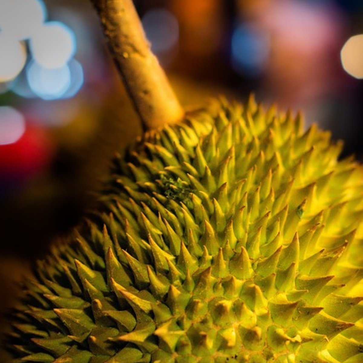 The Great Durian War: Tracking the Southeast Asian Durian Trade to China