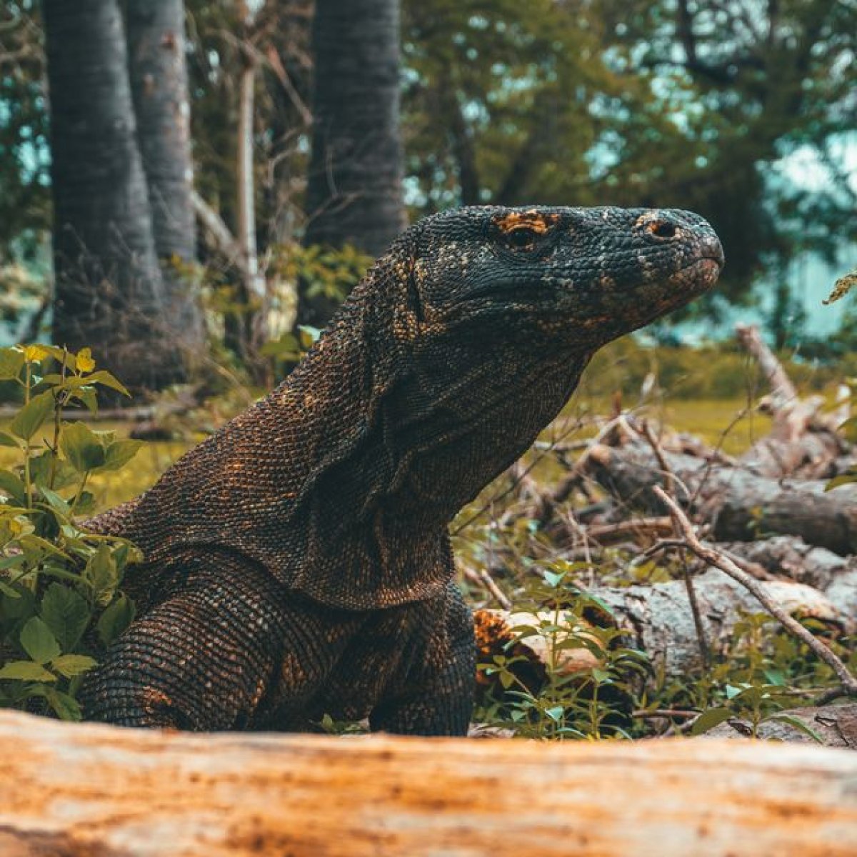 Why Komodo Dragons Grew So Enormous
